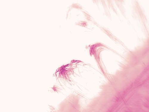 Plakát události Star Club West [BE] + Plum Dumplings + Sci Poematica