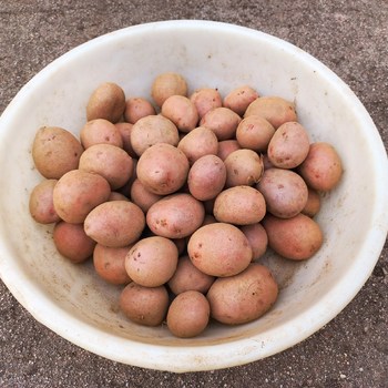 Prodej brambor konzumních - červená odrůda z Vysočiny