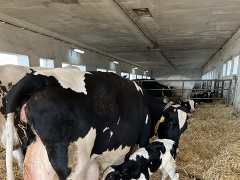 POOSLAVÍ Nová Ves, družstvo nabízí práci na pozici Pomocní pracovníci v živočišné výrobě v obci Nová Ves