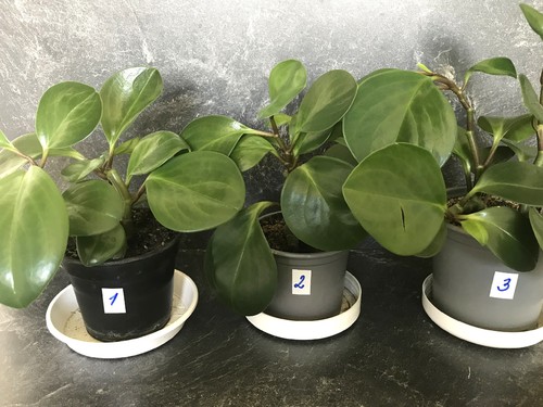 Peperomia obtusifolia - jde o rostlinu, co čistí vzduch od škodlivých nečistot v interiéru.