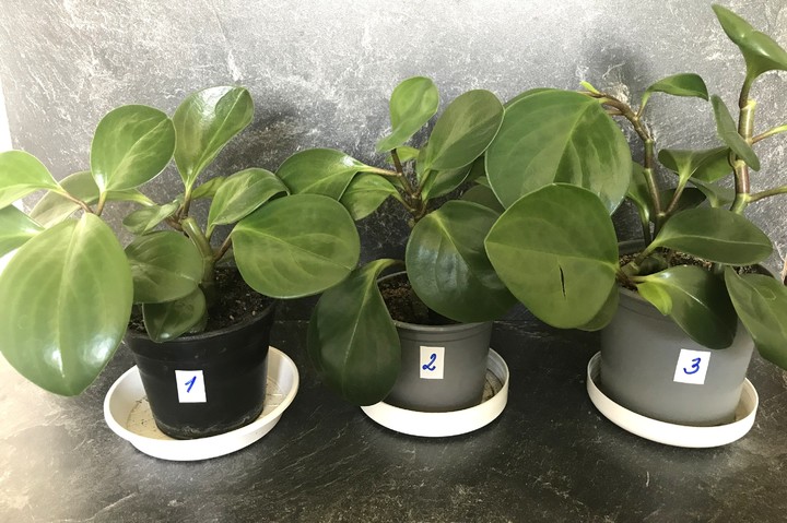 Peperomia obtusifolia - jde o rostlinu, co čistí vzduch od škodlivých nečistot v interiéru.