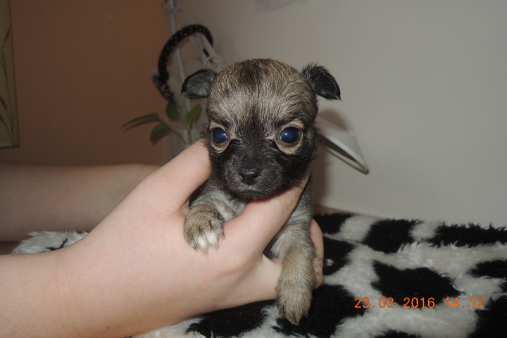 Civava dlouhosrsta na prodej