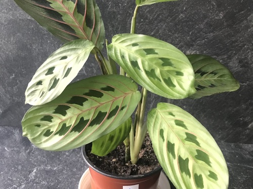 Maranta  Leuconeura  Fascinator - E book "Síla zeleně" Zdarma