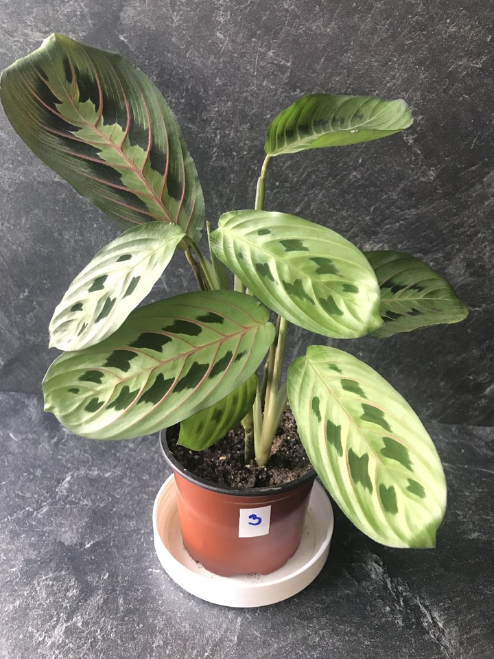 Maranta Leuconeura Fascinator - E book