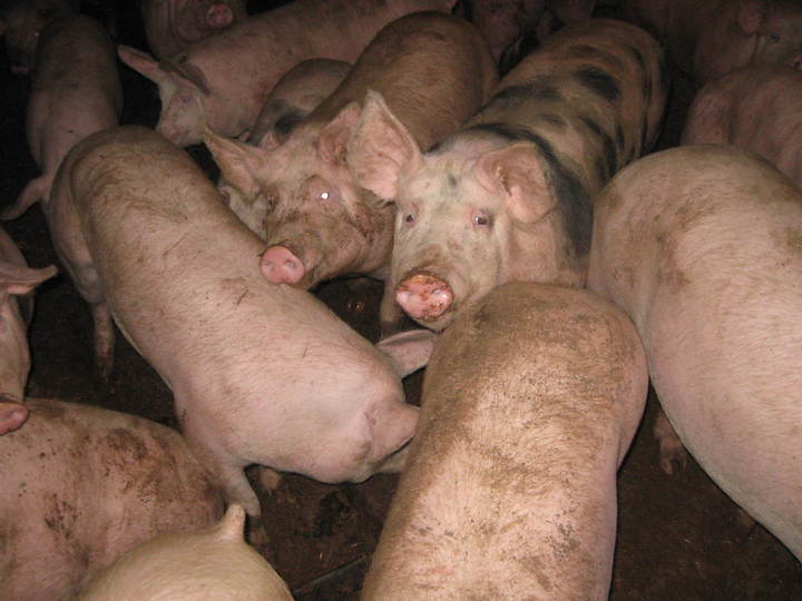 Prodej prasat a vepřových půlek z domácí farmy