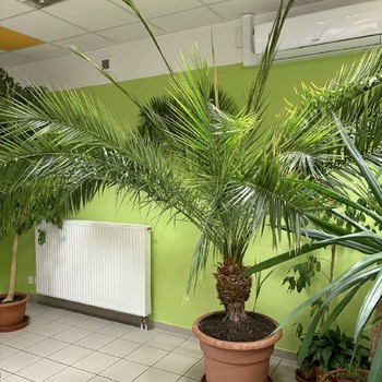 Palma Datlovník senegalský