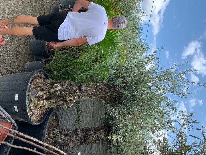 Olivovník stáří cca 100 let za 12.900,-