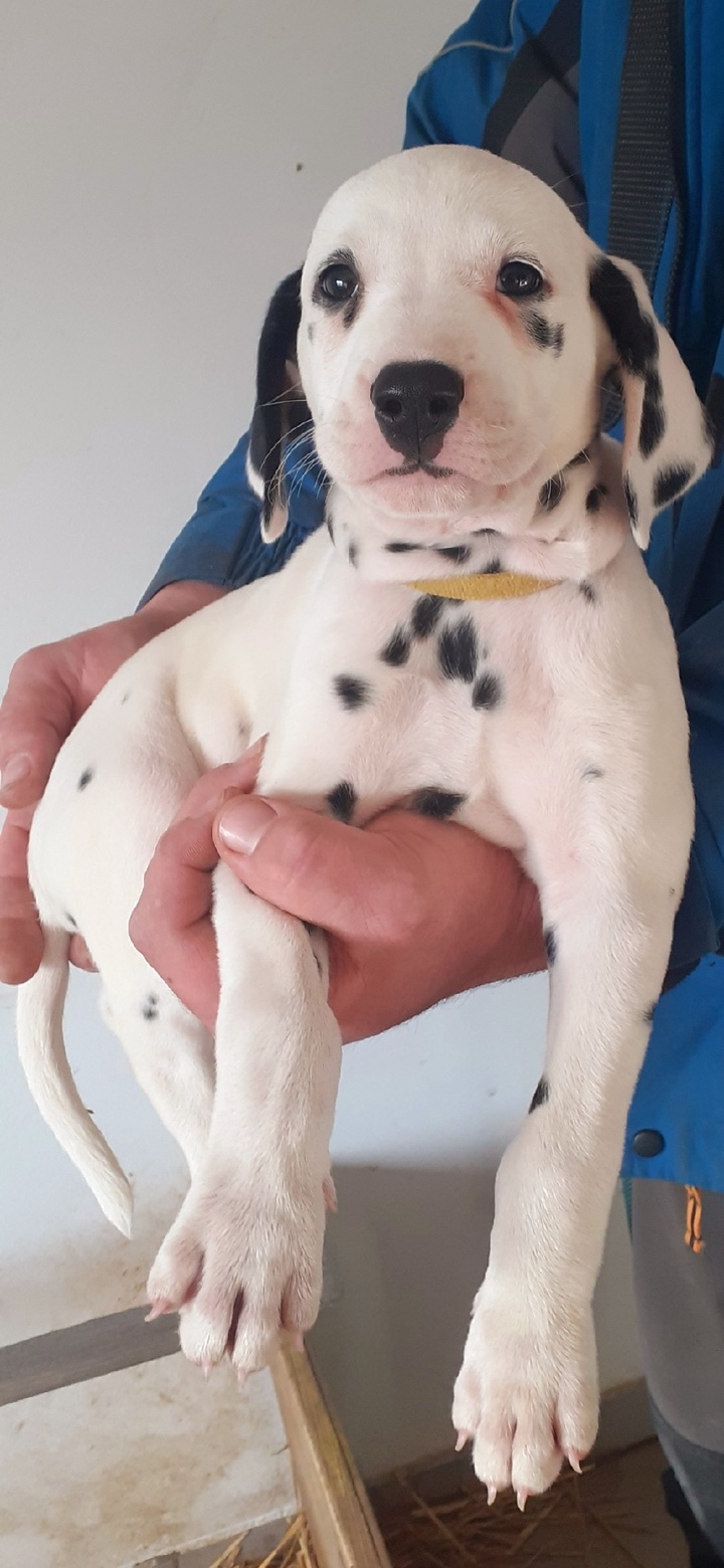 Štěňátka dalmatina