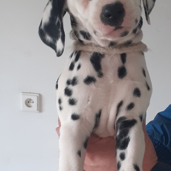 Štěňátka dalmatina