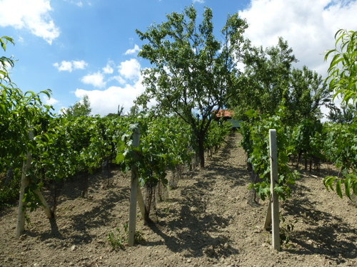 Pronájem vinohrad Blučina -Výhon