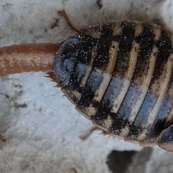 Šváb argentinský Blaptica dubia z Brna