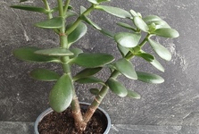 Tlustice, stromy štěstí a peněz.