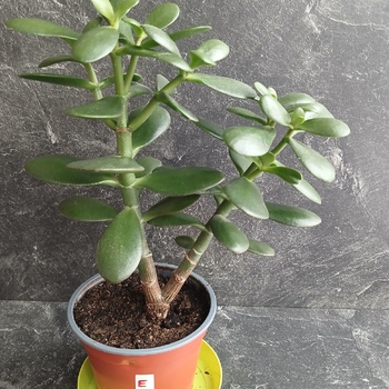 Tlustice, stromy štěstí a peněz.