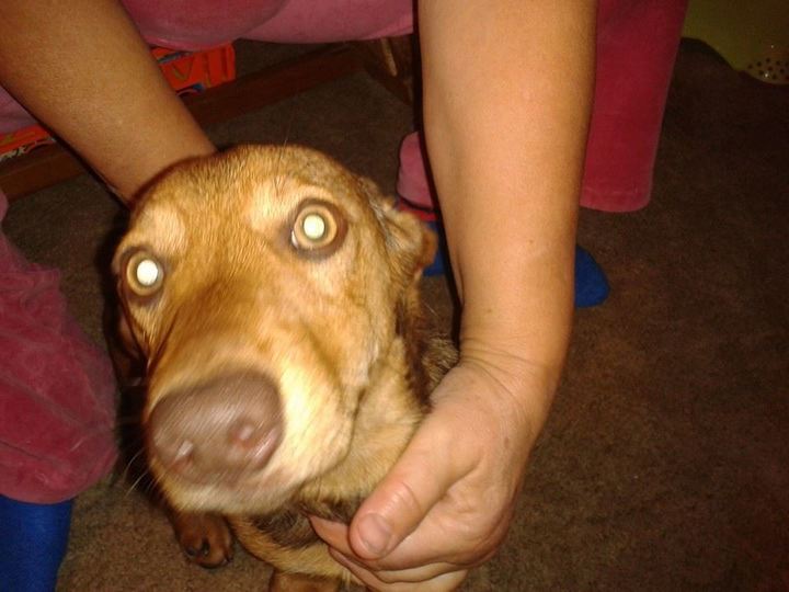 Daruji štěně jezevčíka-kříženec