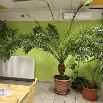 Palma Datlovník senegalský