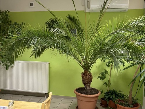 Palma Datlovník senegalský