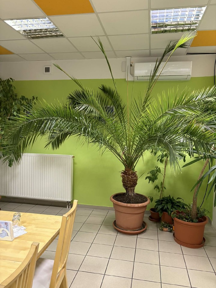 Palma Datlovník senegalský