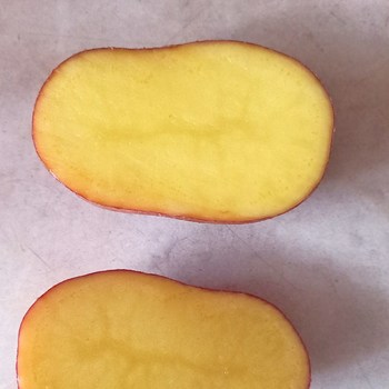 Prodej brambor konzumních - červená odrůda z Vysočiny