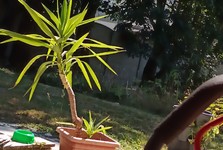 Prodám yuky různých velikostí