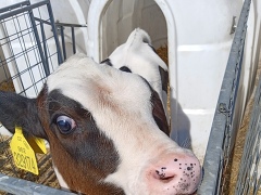 POOSLAVÍ Nová Ves, družstvo nabízí práci na pozici Ošetřovatel/ka telat v obci Nová Ves