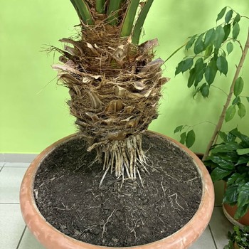 Palma Datlovník senegalský