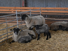Oveko a.s. nabízí práci na pozici Správce areálu Zlobice v obci Lipůvka