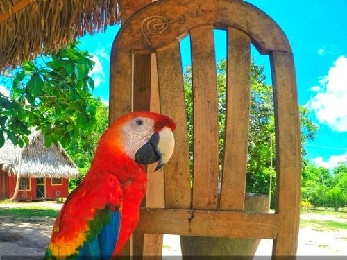 Plakát události V objatí rastlín matky Amazónie / Milan Belianský