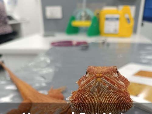 Plakát události Unusual Pet Vets aneb když hada bolí záda