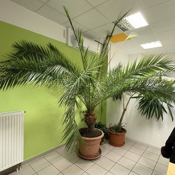 Palma Datlovník senegalský