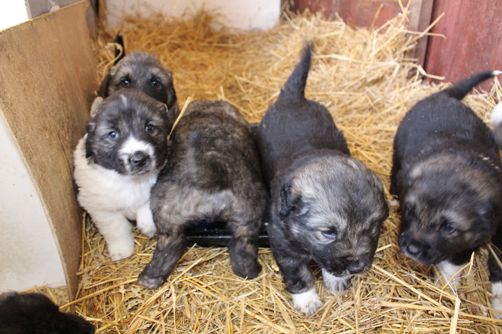 Kavkazský pastevecký pes