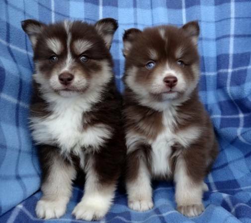 Štěňata Pomsky hledají své navždy domovy.