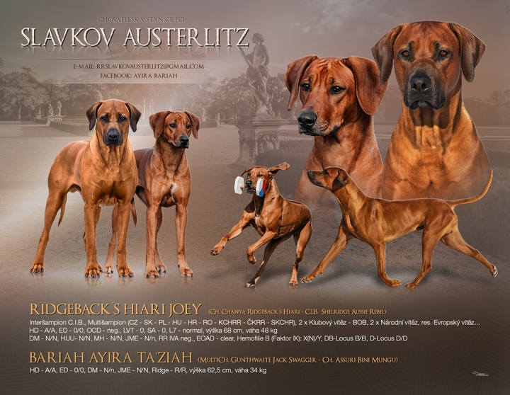 Štěňátka Rhodeský Ridgeback s PP