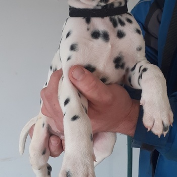 Štěňátka dalmatina