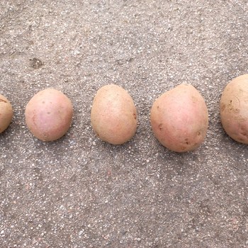 Prodej brambor konzumních - červená odrůda z Vysočiny