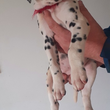 Štěňátka dalmatina