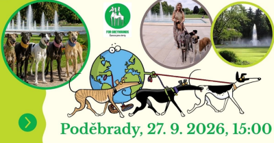 Plakát události For Greyhounds - Šance pro chrty, z.s.