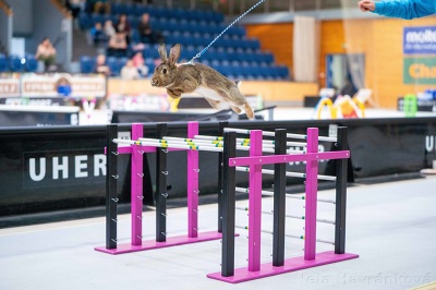 Plakát události Mistrovství ČR v králičím hopu 2026 v Prostějově