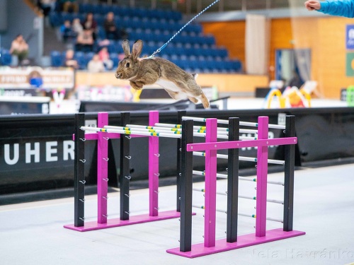 Plakát události Mistrovství ČR v králičím hopu 2026 v Prostějově