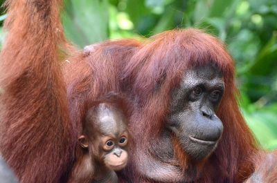 Plakát události Borneo krásné i drsné