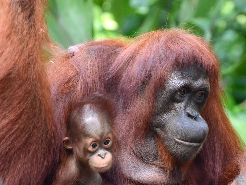 Plakát události Borneo krásné i drsné