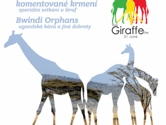 Světový den žiraf oslaví i brněnská zoologická zahrada 
