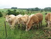 Muž čeká na nástup do vězení kvůli týrání zvířat. Přesto pracuje na farmě u Rakovníka Muž čeká na nástup do vězení kvůli týrání zvířat. Přesto pracuje na farmě u Rakovníka