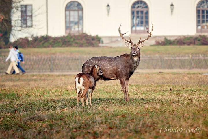 Židlochovice obora park zámek (13) + Chrudoš Tvrdý.jpg