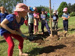 Žádosti o granty Nadace ČEZ na jarní výsadbu můžete podávat do konce ledna