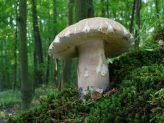 FOTO: Rostou, nebo nerostou? I v suchých lesích se houby najdou