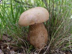 Opět funguje houbařská poradna při Muzeu Vysočiny Jihlava