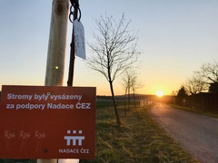 Nadace ČEZ schválila 8 milionů korun na výsadbu zeleně, podpořila výsadby stromů