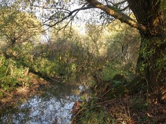 Dunávka v Rajhradicích pomůže i zvířatům: Zadrží více vody Dunávka v Rajhradicích pomůže i zvířatům: Zadrží více vody