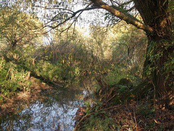 Dunávka v Rajhradicích pomůže i zvířatům: Zadrží více vody