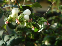 Výsadba dřevin v okolí Přibic pokračuje Výsadba dřevin v okolí Přibic pokračuje